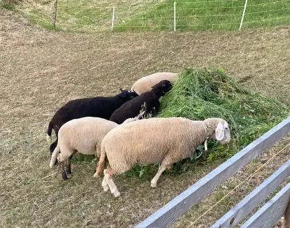 Tiroler Bergschaf und Jura-Widder