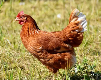 5 Legehennen braun - 12. Legemonat