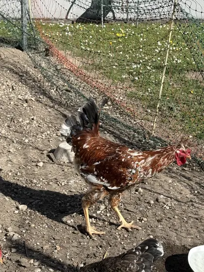 Reinrassiger Sandschack- und Astralorpha-Hahn, Suche Orpington