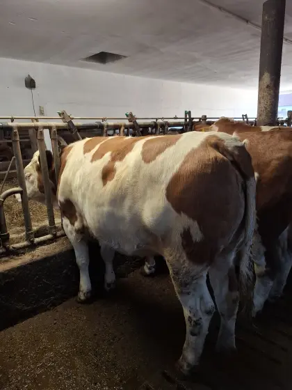 FV-Kalbin zu verkaufen