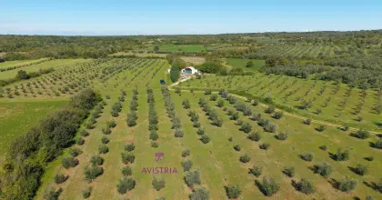 Erntehelfer für Olivenernte in Istrien