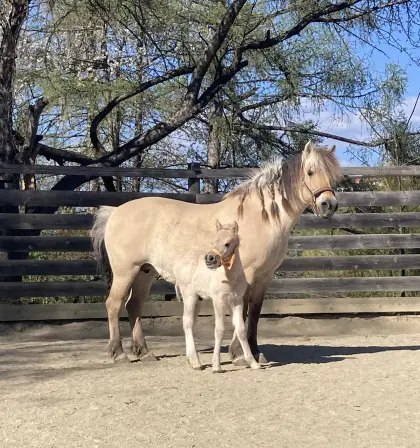 Fjord Hengstfohlen
