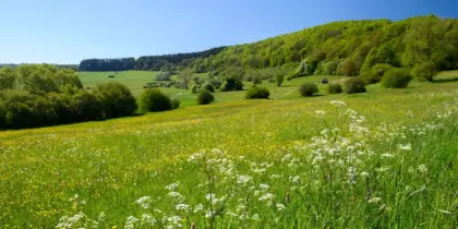 Suche Landwirtschaft Nutzgrund Wiese zu pachten