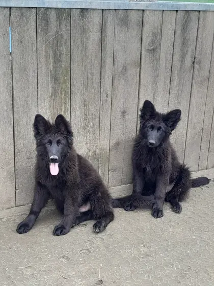 Altdeutsche Schäferhund-Welpen von der Hackermeile