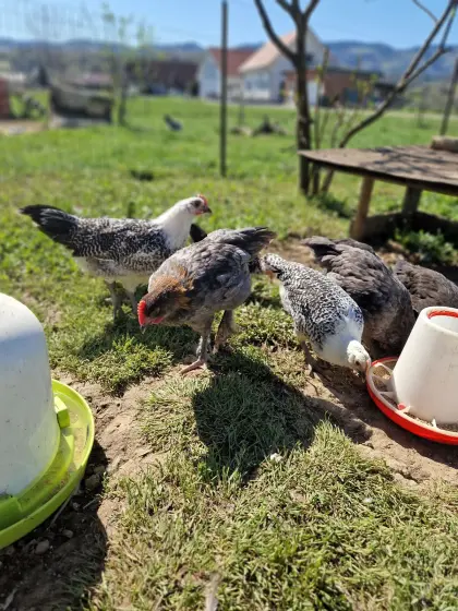 Junghähne, Grünleger-Pärchen, Silverudds Blä, Buntleger