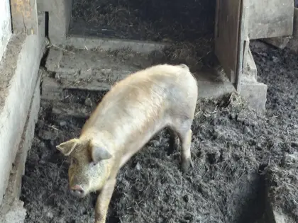 Duroc-Hausschwein zu verkaufen