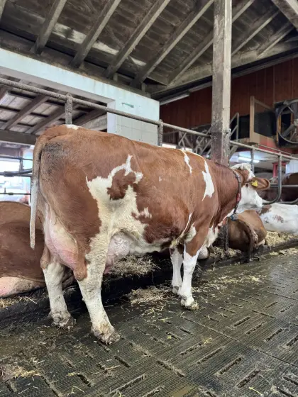 Fleckviehzuchtkuh aus dem Betrieb Moitzi in Obdach