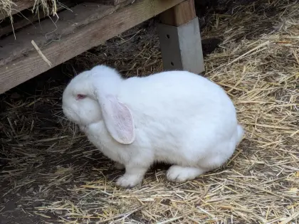 Belgische Riesenhasen