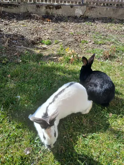 Deutsche Riesenhasen