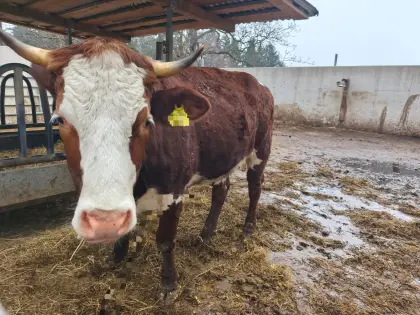 Verkaufe Pinzgauer Kalbin