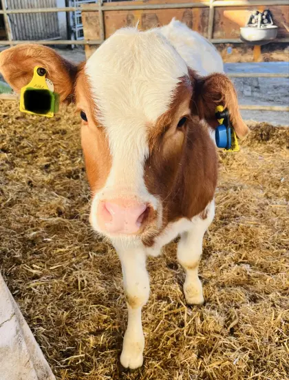 Fleckvieh Kalb weiblich