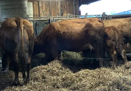 Kuh Limousin Kreuzung