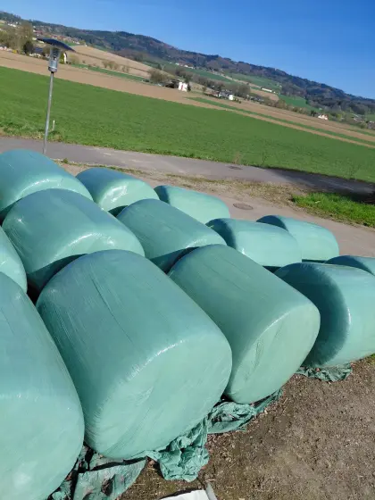 Lischkolbensilage