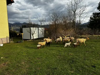 Ungarisches Zackelschaf - 1b-Widder