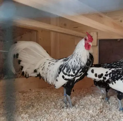 Zwerg-Hamburger Silberlack (ggf. mit Henne)