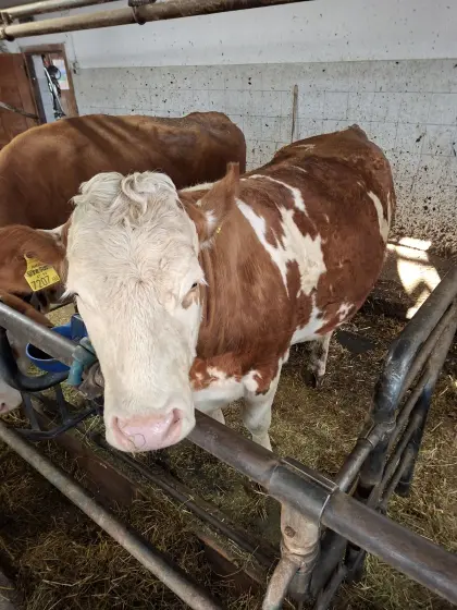 Trächtige Kalbin FV