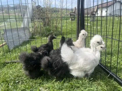 Seidenhühner und Zwerg-Wyandotten