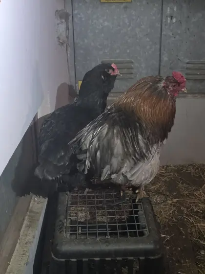 2 Araucana-Marans Hähne abzugeben