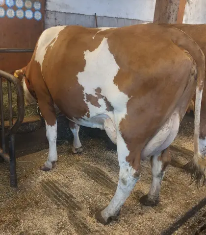 Bio Milchkuh 35 l 2. Laktation