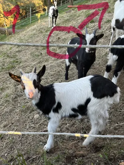 Tauernscheckenziege & Kitze zu verkaufen