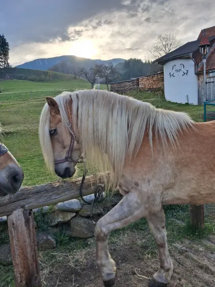 Haflingerwallach "Niko"