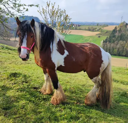 Irish Cob Hengst