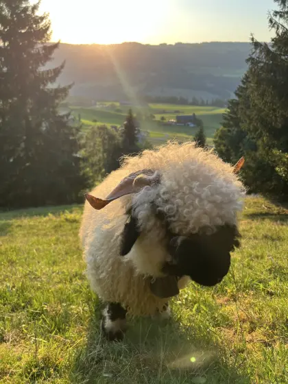 Suche Schaf/Ziegenweide