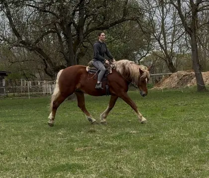 Hübsche 7-jährige Kaltblutstute