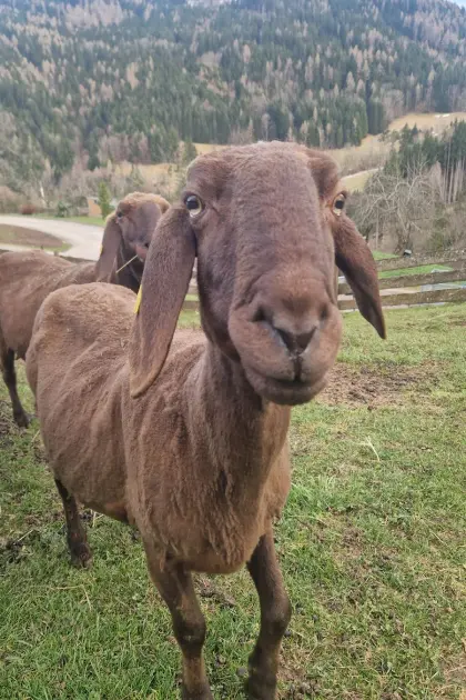 Trächtige Braune Bergschafe