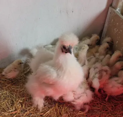 Weiße Zwergseiden-Küken zu verkaufen