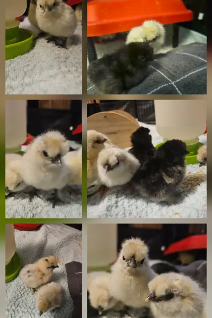 Zwergseidenküken / Tagesküken