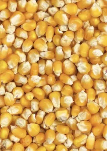 Futtermais konventionell zu verkaufen