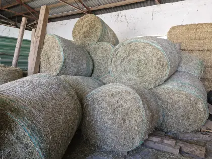 Heurundballen, ampferfrei, 1. und 2. Schnitt