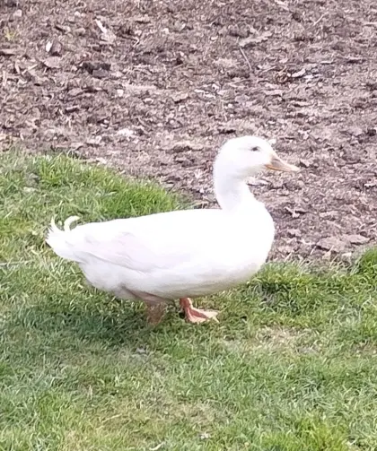 Weißer Landentenerpel