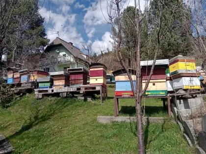 5 Bienenvölker