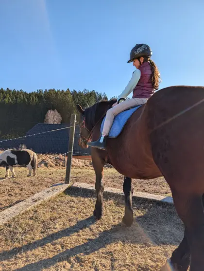 Hübsche 8-jährige Norikerstute an guten Platz abzugeben