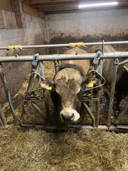 Aubrac Zuchtstier BIO