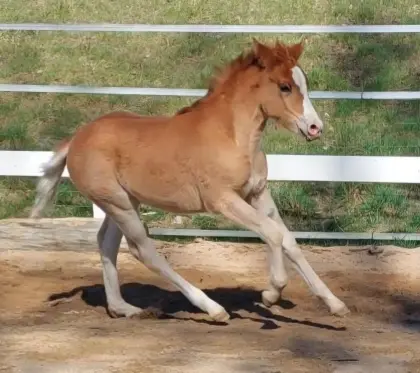 Knabstrupperpony Stutfohlen