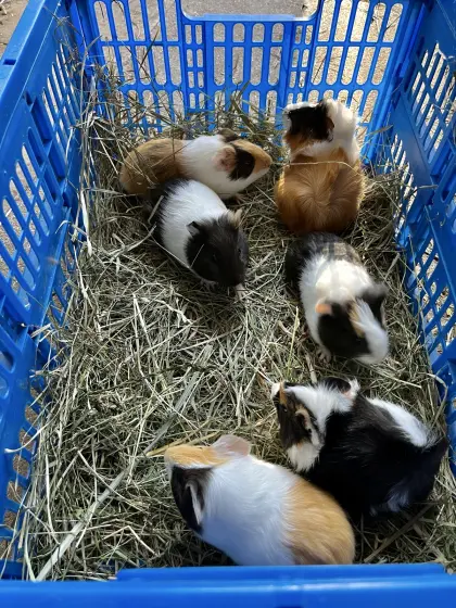 Meerschweinchen