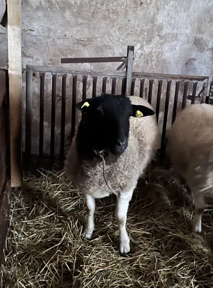 Junges Dorper Schaf weiblich