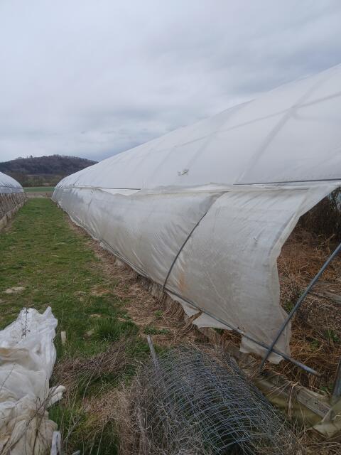 Folientunnel