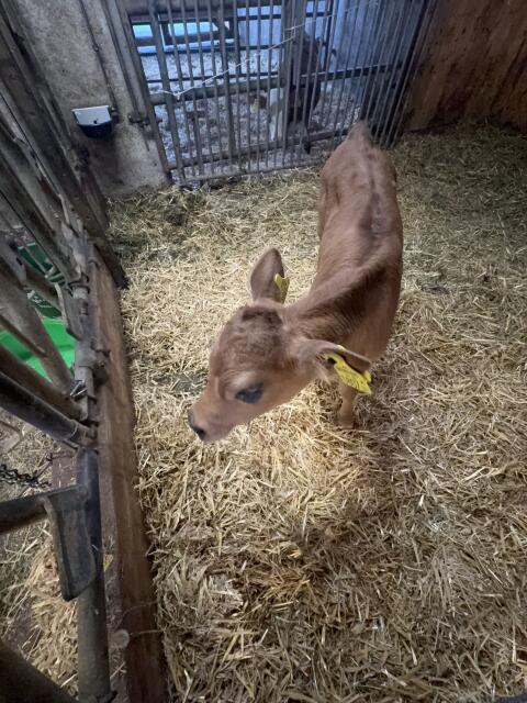 Jersey Kalb