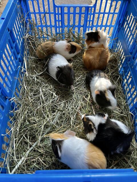Meerschweinchen