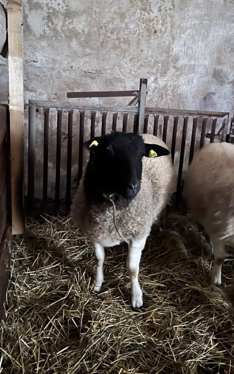 Junges Dorper Schaf weiblich