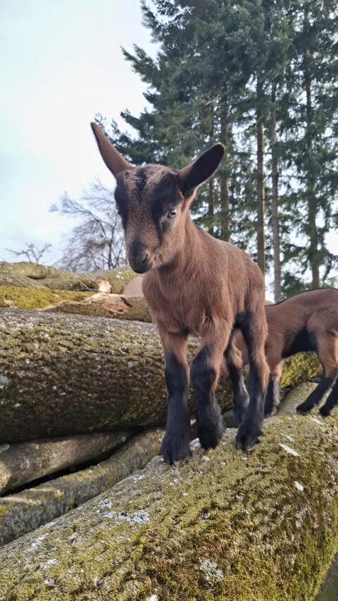 Ziegenbock