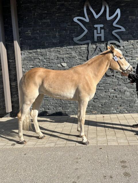 Tiroler Haflinger Stute