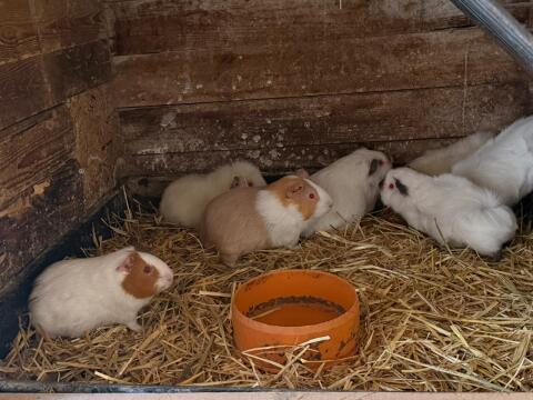 Meerschweinchen
