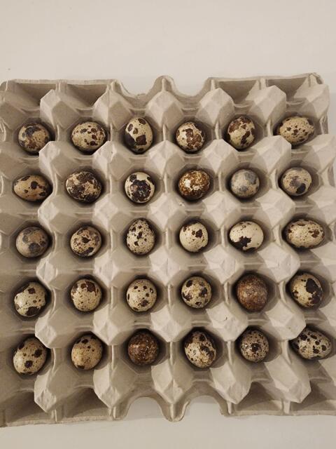 Wachtel, Bruteier, Hennen, Küken