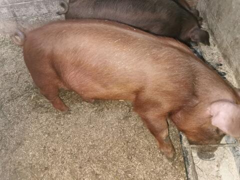 Ferkel