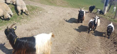 Suche Almplatz